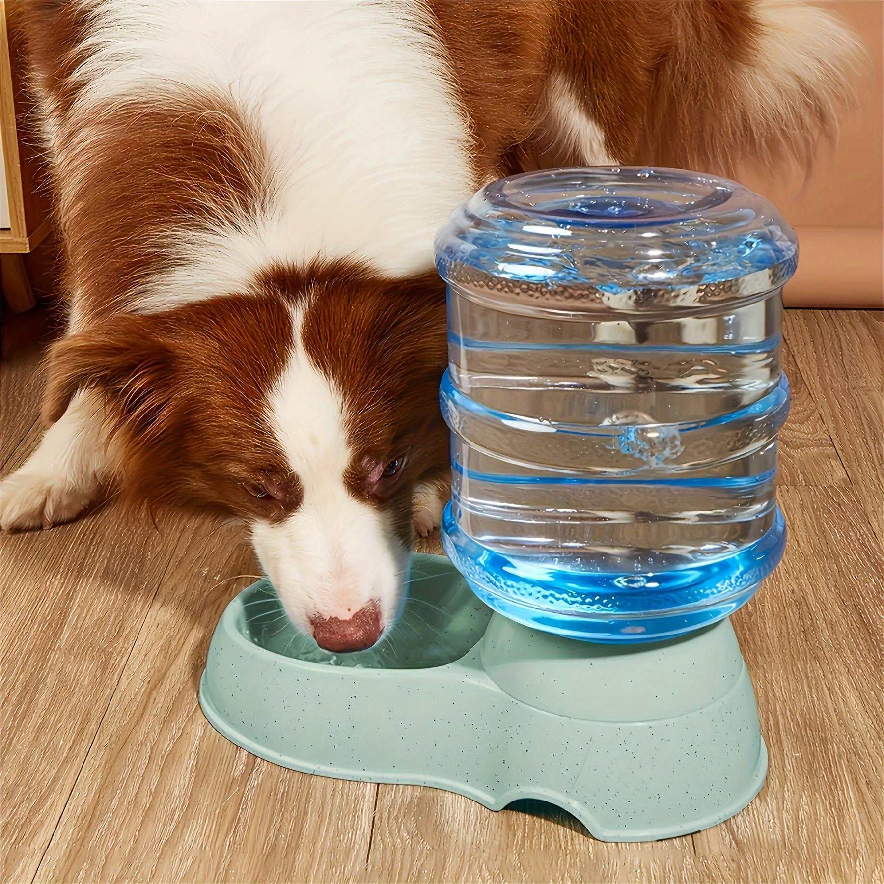 Dog drinking water from large capacity pet water dispenser bowl on wooden floor