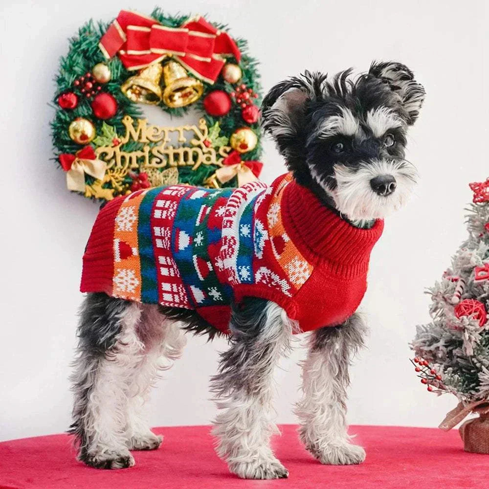 Small dog wearing a colorful knitted Christmas sweater with festive patterns in a holiday setting